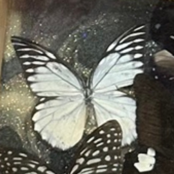 Butterflies in a shadow box - Picture 4 of 5